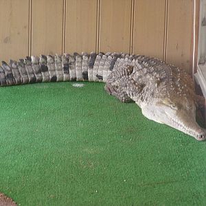 Johnson`s crocodile/ Crocodylus johnstoni