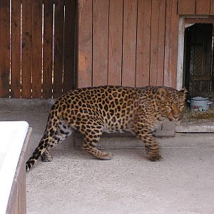 Amur leopard/ Panthera pardus orientalis