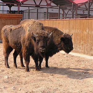 European wisent/ Bison bonasus
