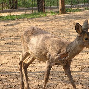 Western roe deer/ Capreolus capreolus