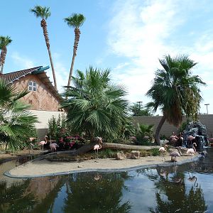 Caribbean Flamingo Exhibit