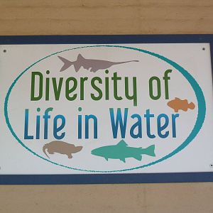 Aquarium #1 - Diversity Of Life In Water