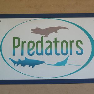 Aquarium #3 - Predators