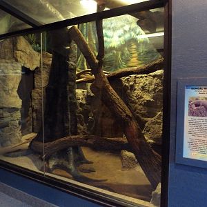 Bengal Monitor Exhibit