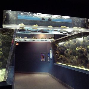 Eel Exhibits (4 Species)