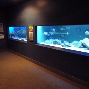 Predator Exhibits (4 Species)