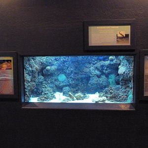 Shark Exhibit (2 Species)