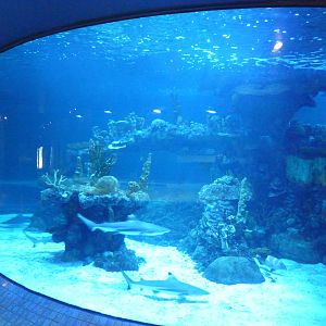 Shark Tank (3 Species)