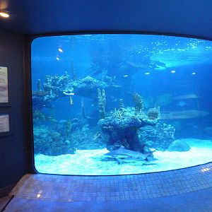 Shark Tank (3 Species)