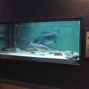 Payara Exhibit