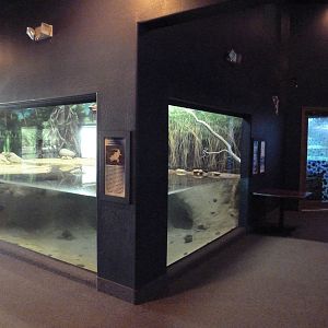 White Alligator Exhibit