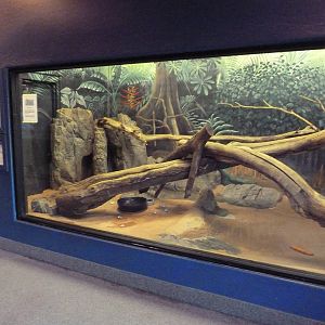 Small-Clawed Otter Exhibit
