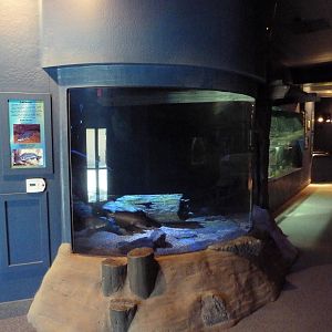 Blue Catfish/Channel Catfish Exhibit