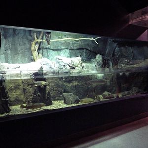 Brown Trout/Rainbow Trout/Red-Tailed Hawk Exhibit