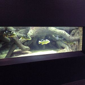 Butterfly Peacock Bass Exhibit