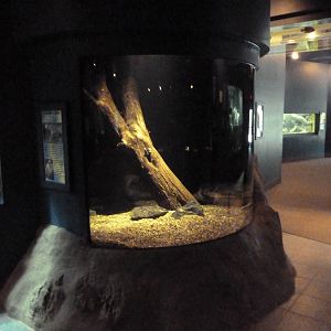 Alligator Snapping Turtle Exhibit