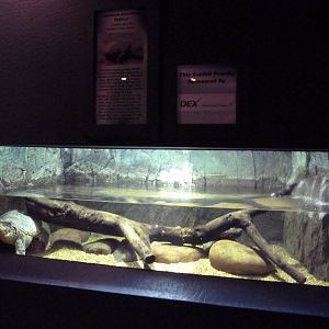 Common Snapping Turtle Exhibit