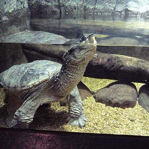 Common Snapping Turtle