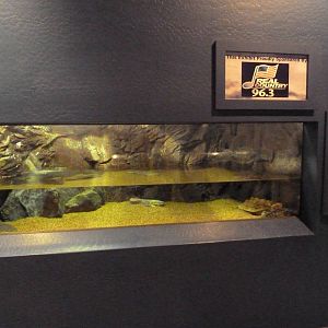 Mata Mata Turtle Exhibit