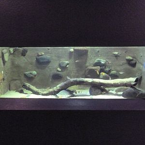 Fly River Turtle Exhibit