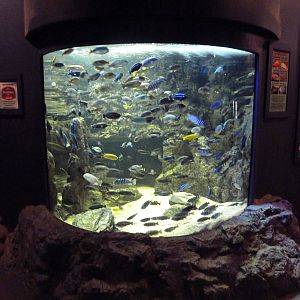 African Cichlid Exhibit