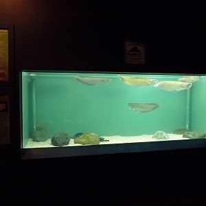 Arowana + Stingray Exhibit (3 Species)