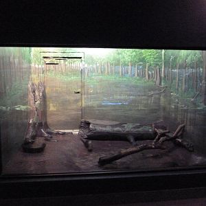 Small-Clawed Otter Exhibit