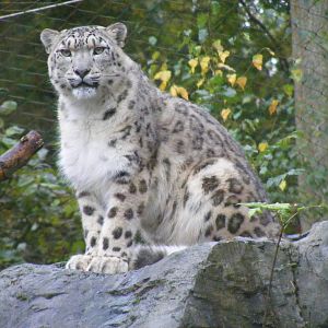 Irina the snow leopard at Marwell Wildlife, 30 October 2011