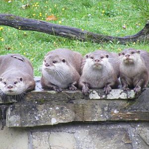 Asian short-clawed otters posing at Marwell Wildlife, 30 October 2011