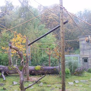 Siamang gibbon enclosure at Marwell Wildlife, 30 October 2011