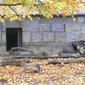 Lowland anoa at Marwell Wildlife, 30 October 2011
