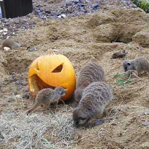 Meerkat pumpkin enrichment at Marwell Wildlife, 30 October 2011