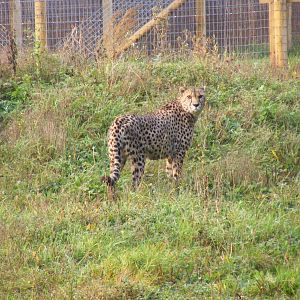 Turkus the cheetah at Marwell Wildlife, 30 October 2011