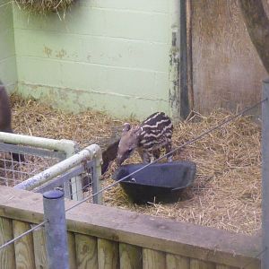 Little Ronny the Brazilian tapir calf at Marwell Wildlife, 30 October 2011