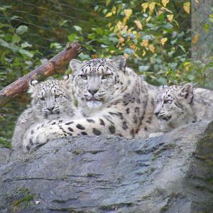 Irina the snow leopard with two of her cubs at Marwell Wildlife, 30 October