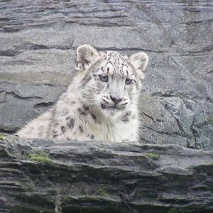 The third snow leopard cub at Marwell Wildlife, 30 October 2011