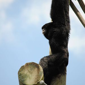 Siamang