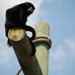 Siamang