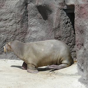 Pacific walrus/ Odobenus rosmarus divergens
