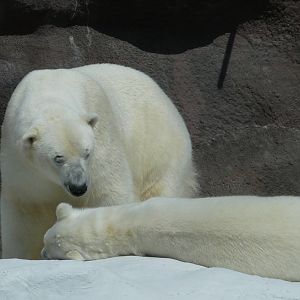 Polar bear/ Ursus maritimus