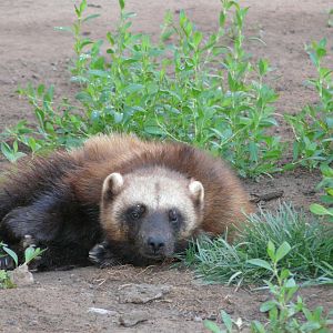 Wolverine/ Gulo gulo gulo