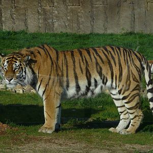 Amur tiger/ Panthera tigris altaica