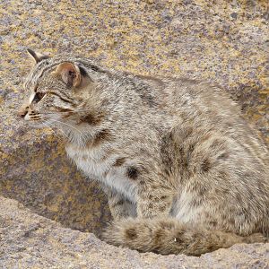 Amur leopard cat/ Prionailurus bengalensis euptilura