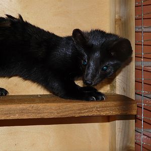 Sable/ Martes zibellina