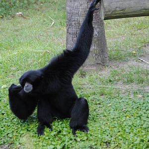 Siamang