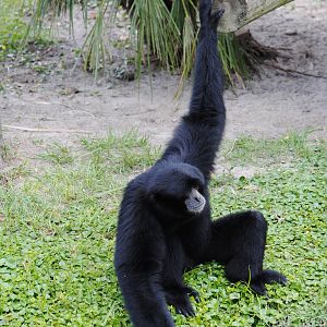 Siamang