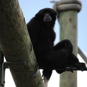 Siamang