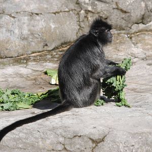 Silvery Langur