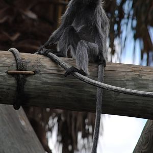 Silvery Langur