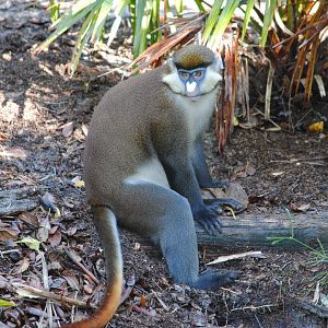 Schmidt's Guenon